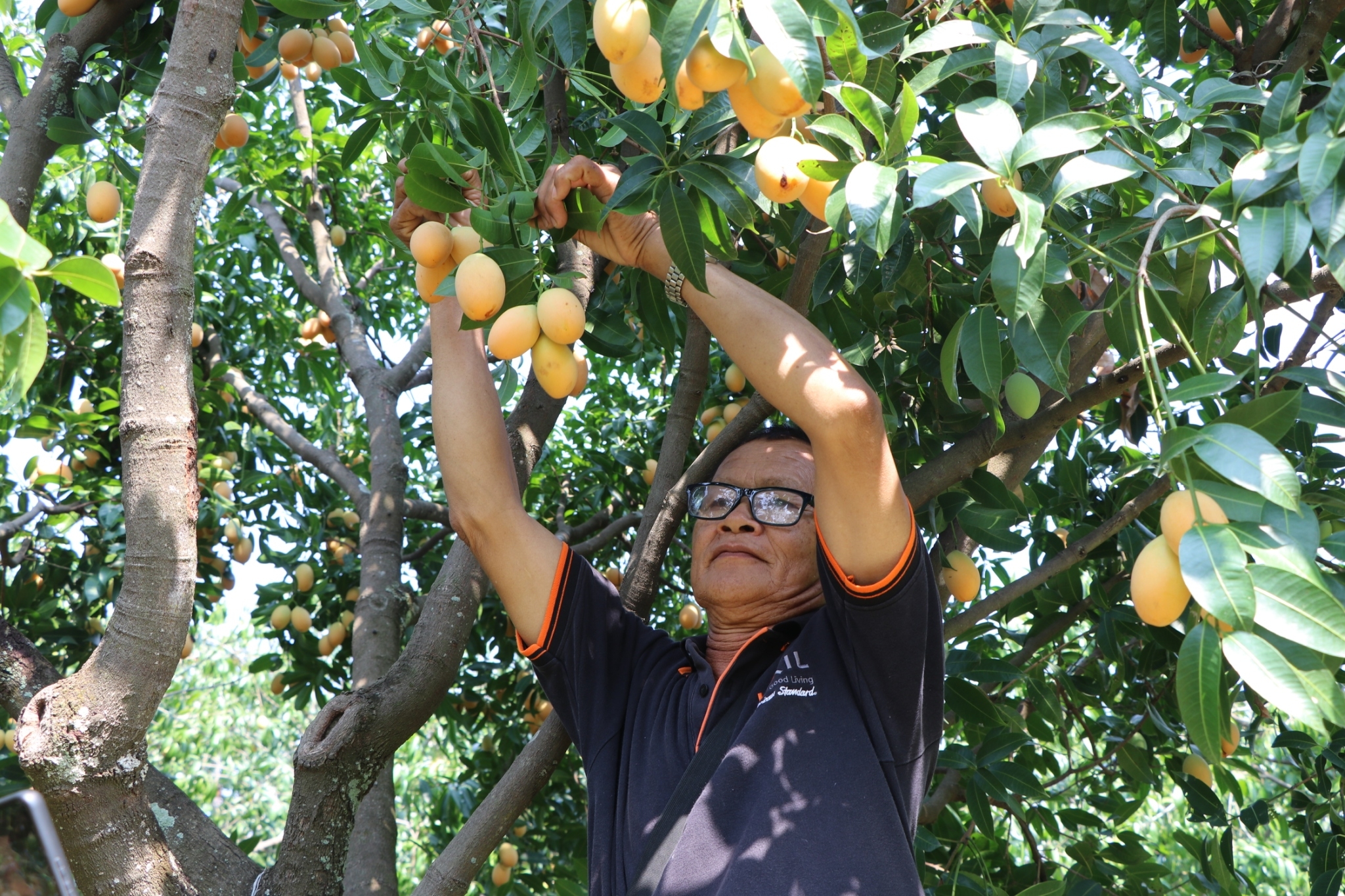 มะยงชิดมะปรางหวานนครนายก